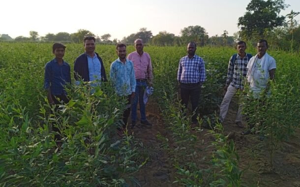कृषी विभागातर्फे सलग तुर पीक प्रात्यक्षिक पाहणी...
