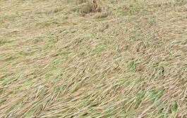 धानपिकाचे हिरवंगार स्वप्न वादळ गारपिटीने केले उद्ध्वस्त.